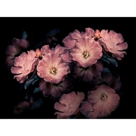 Papier peint vinyle pour mur de salle de bain INKGLXY1901-1 fleurs roses